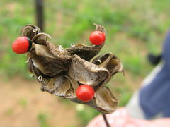 Abrus precatorius africanus