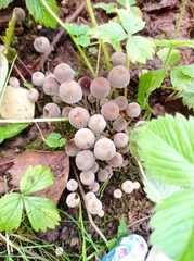 Coprinellus disseminatus