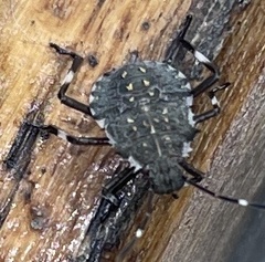 Halyomorpha halys