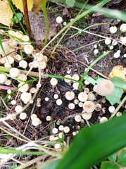 Coprinellus disseminatus