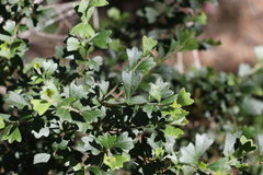 Dodonaea triangularis