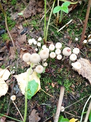 Coprinellus disseminatus