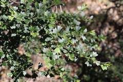 Dodonaea triangularis