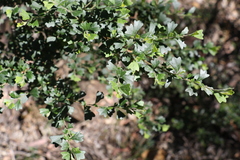 Dodonaea triangularis