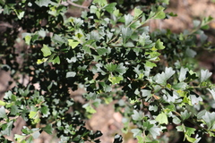 Dodonaea triangularis