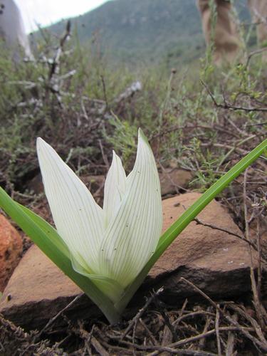 Baboon Slippers (Colchicum orienticapense)
