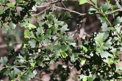 Dodonaea triangularis