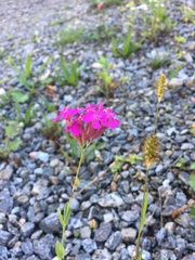 Atocion armeria