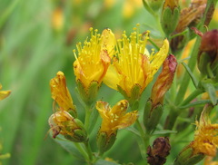Hypericum bithynicum