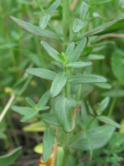 Hypericum bithynicum