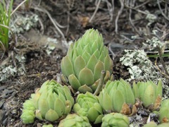 Sempervivum pumilum