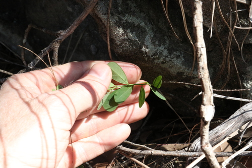 Image of forest phyllanthus by (c) Greg Tasney, some rights reserved (CC BY-SA)