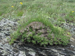 Gypsophila tenuifolia