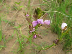 Eulophia hians hians