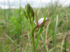 Eulophia hians hians