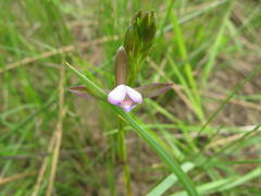 Eulophia hians hians