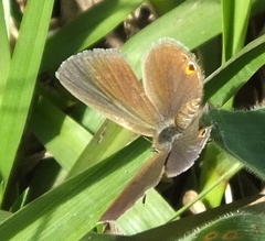 Eicochrysops messapus messapus