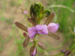 Eulophia hians hians