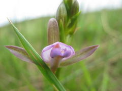 Eulophia hians hians