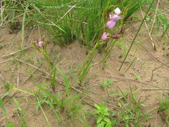 Eulophia hians hians