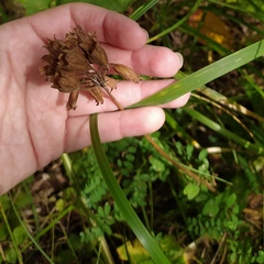 Primula veris