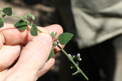 Mentha grandiflora