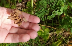 Primula veris