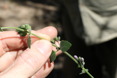 Mentha grandiflora