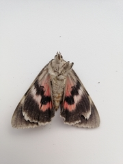 Catocala nupta