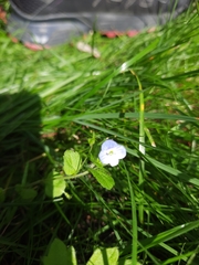 Veronica filiformis