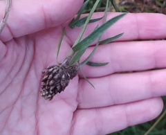 Centaurea jacea