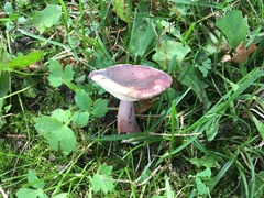 Russula rhodopus