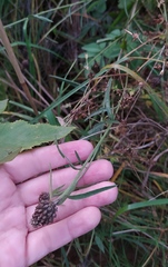 Centaurea jacea