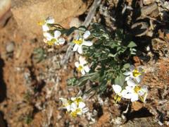 Chaenostoma halimifolium