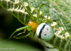 Bijoaraneus