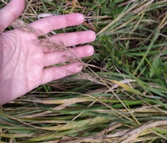 Calamagrostis epigejos
