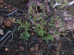 Syncolostemon pretoriae