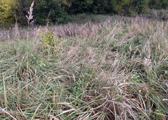 Calamagrostis epigejos