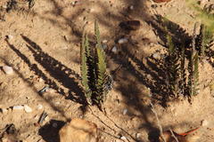 Cheilanthes contracta