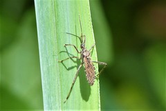 Rhachicephala dilatibia