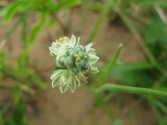 Albuca virens virens