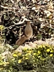 Dasyornis broadbenti