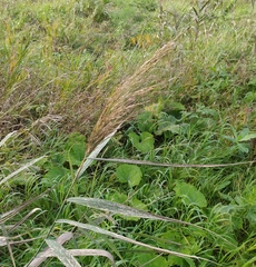 Phragmites australis