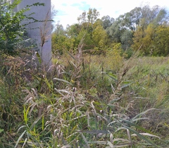 Phragmites australis