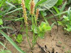 Acalypha peduncularis