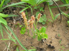 Acalypha peduncularis