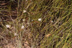 Serruria deluvialis