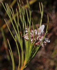 Serruria deluvialis