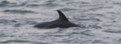 Sagmatias obscurus