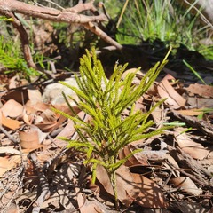 Lateristachys lateralis